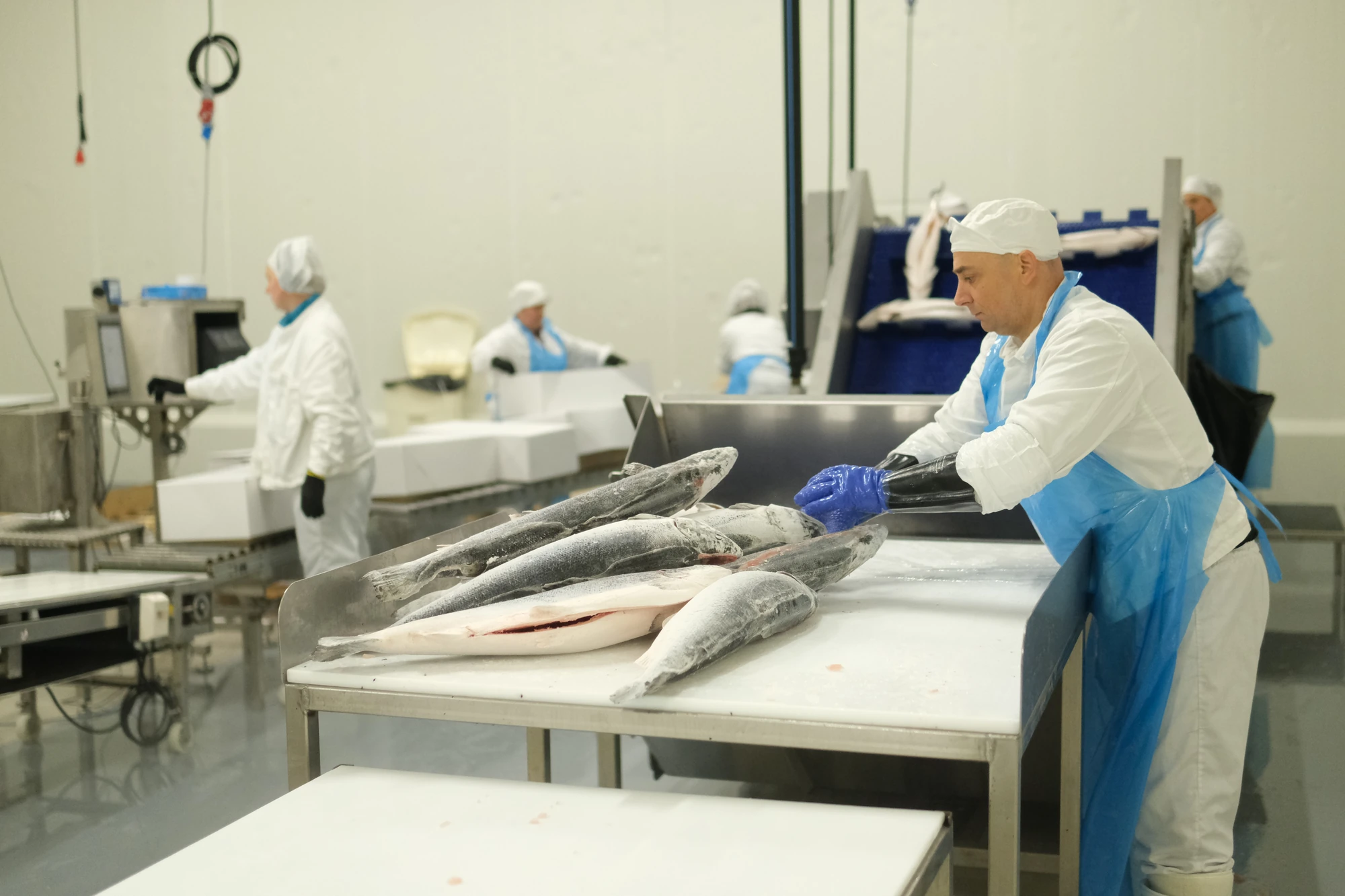 Klargjøring av fisk ved Frost Seafoods foredlingsanlegg