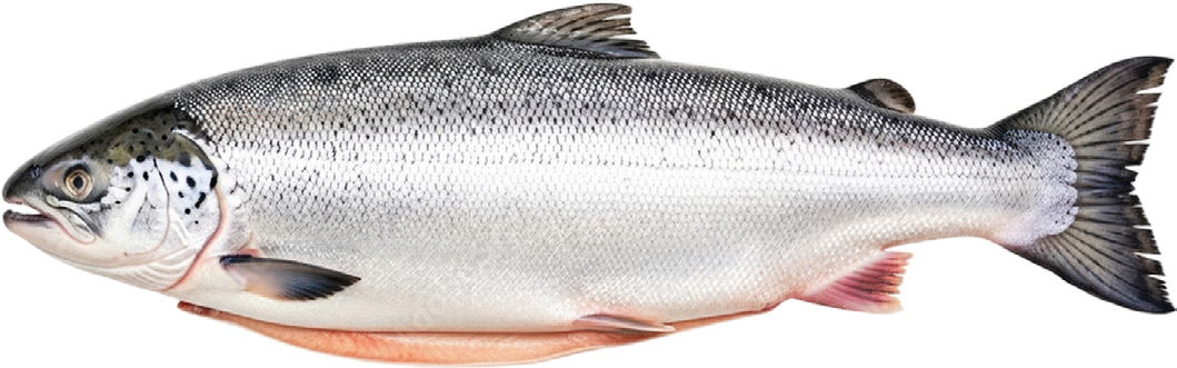 Whole Norwegian Atlantic salmon